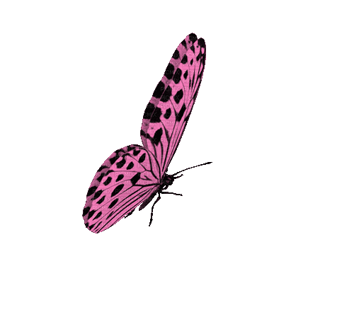 1655337_79e88.gif
