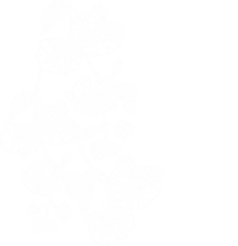 orquideaenblanco.png