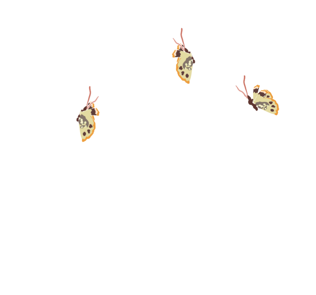 butterfly.gif