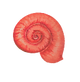CARACOL.png