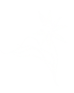 flor 5.png