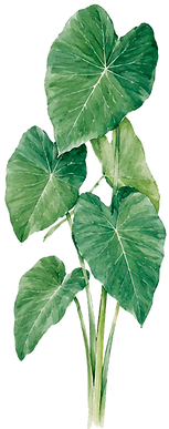 MAFA VERDE 01_edited.png