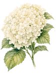 Hortensias frondosas01.png