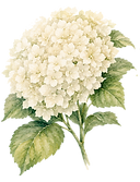 Hortensias frondosas01.png