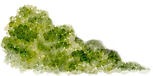 arbusto de metro.png