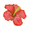FLOR ROJA 1.png