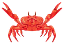 CANGREJO.png