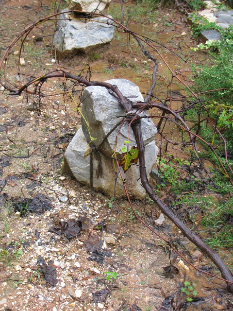Grape vine cultivation