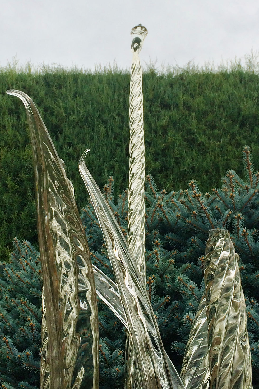 Clear glass sculptures by Dale Chihuly rising from evergreen plantings at the Denver Botanic Gardens, photographed by Jamaica