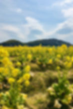 Yellow mustard flower field blooming across cultivated land in Tatsuno Japan photographed by Jamaica Jones.