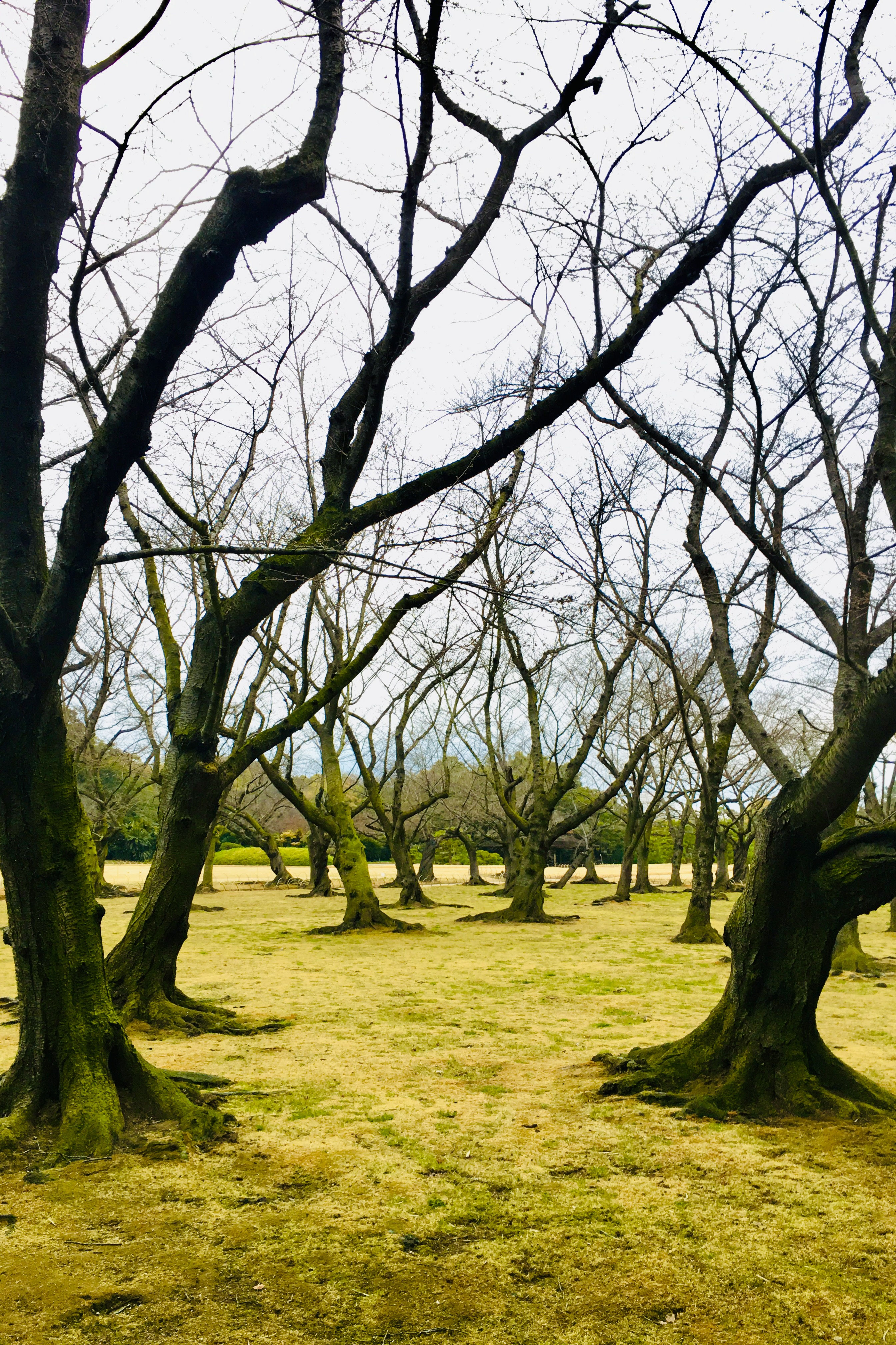 Still Ground: Mossed Orchard