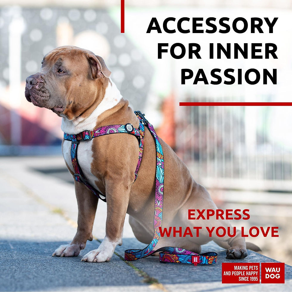 Thumbnail: Nylon Dog Leash for Medium and Large Dogs 4 Ft x 1 inch Wide Summer Color