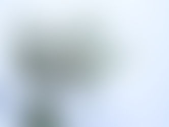 4月4日の誕生花はかすみ草(カスミソウ)