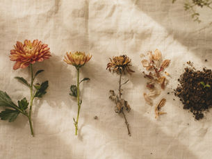 枯れたお花と植物の循環を見つめる自然光のイメージ｜GANON FLORIST