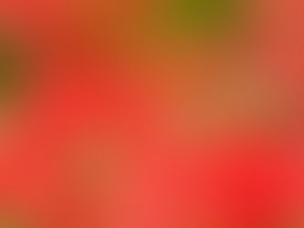 秋の花言葉 9月を代表する旬の花① ~札幌円山のお花屋さんが伝えたいこと~