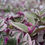 Thumbnail: Tradescantia ‘Nanouk’