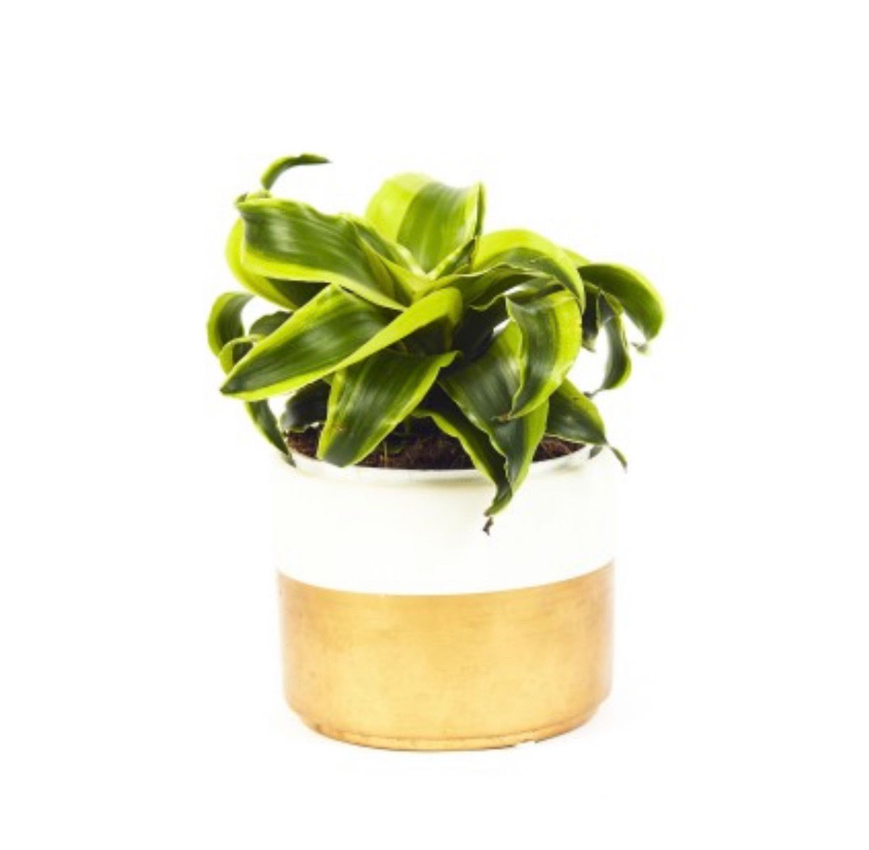 Dracaena ‘Dragon’