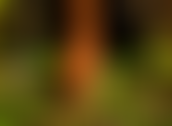 Agroecos debate nas redes inovações agroecológicas de base comunitária na América Latina