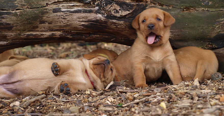 Labradorzucht vom Limberg Labradorwelpen Labradorzüchter Labrador Retriever Welpen NRW
