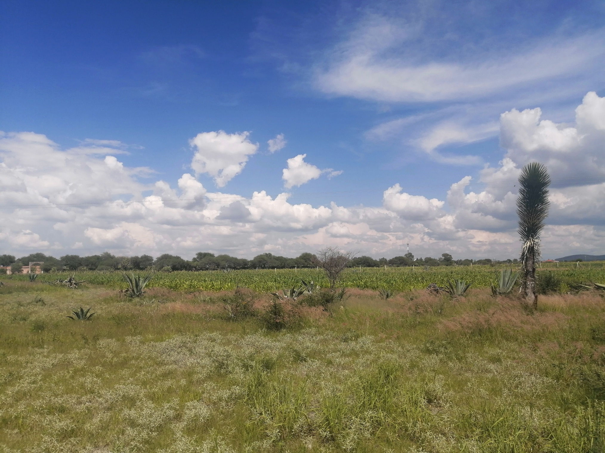 TERRENO EN VENTA AGUASCALIENTES SALIDA A MÉXICO