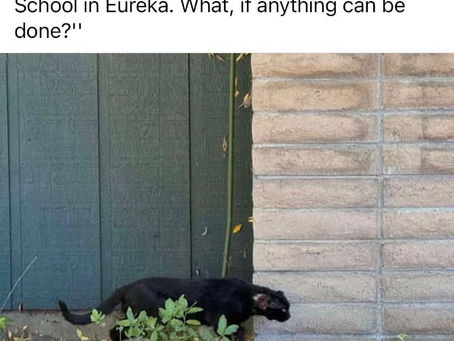 Neighborhood comes together for community cat!