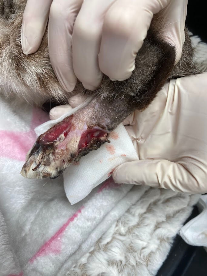 Koda's foot after the first cleaning, top/side view