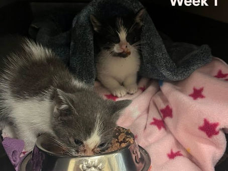 Sick Kitten Comeback!