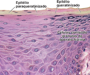 Epitelio estratificado pavimentoso junção mucocutanea labio.png
