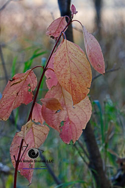 22791963_1801715346523069_34211711990838