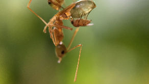 Weaver Ants Suppress Pests and Increase Yields in Tropical Tree Crops