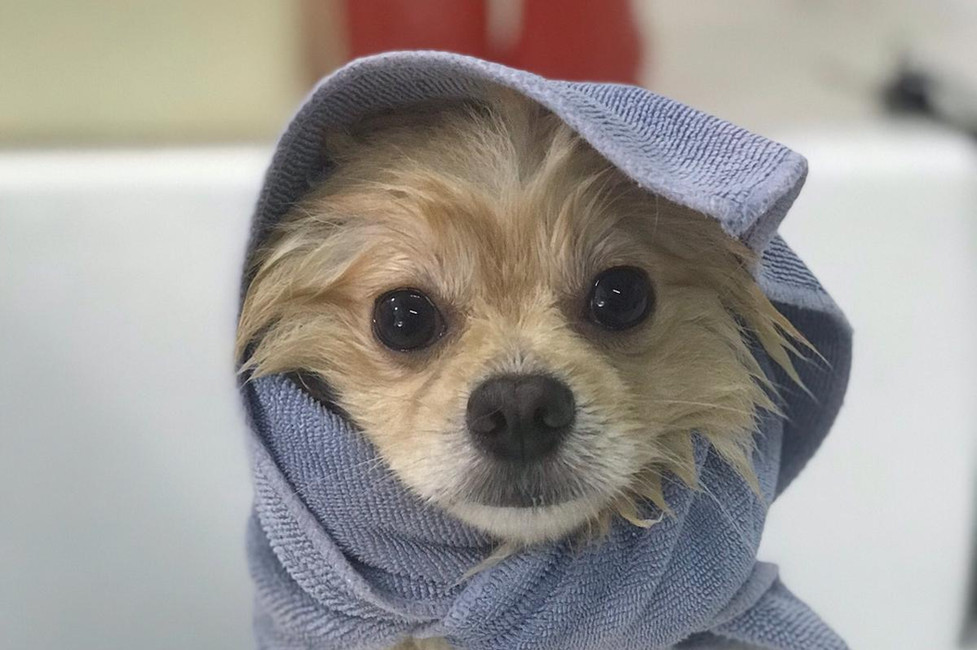 Pets Eden Dog Grooming