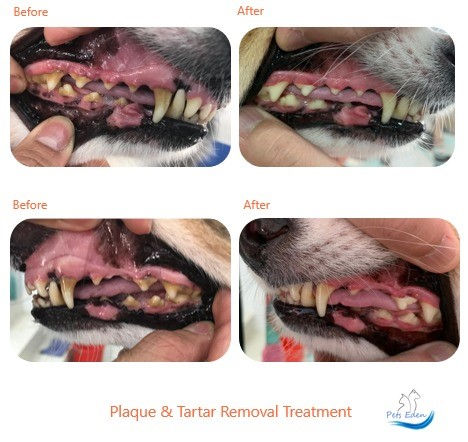 The Importance Of Dental Health In Our Dogs Cats