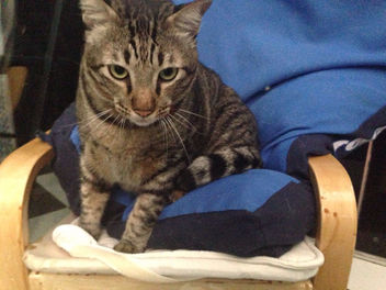Stripe's Vacation!