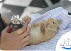 rabbit grooming.png