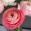 Thumbnail: Simply Ranunculus