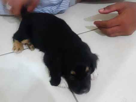 Duchess