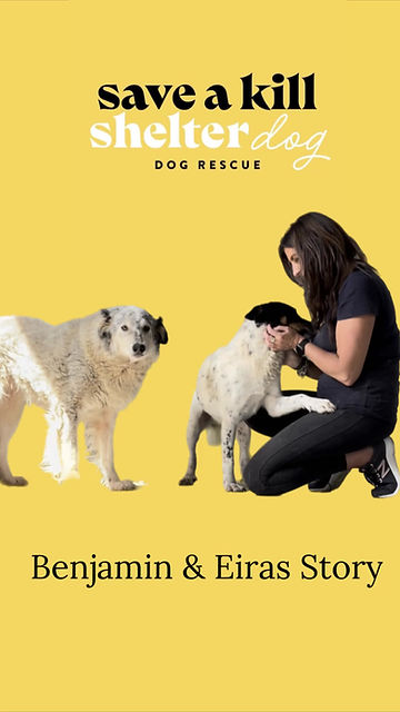 Saveing Dogs Dog Rescue | Save A Kill Shelter Dog