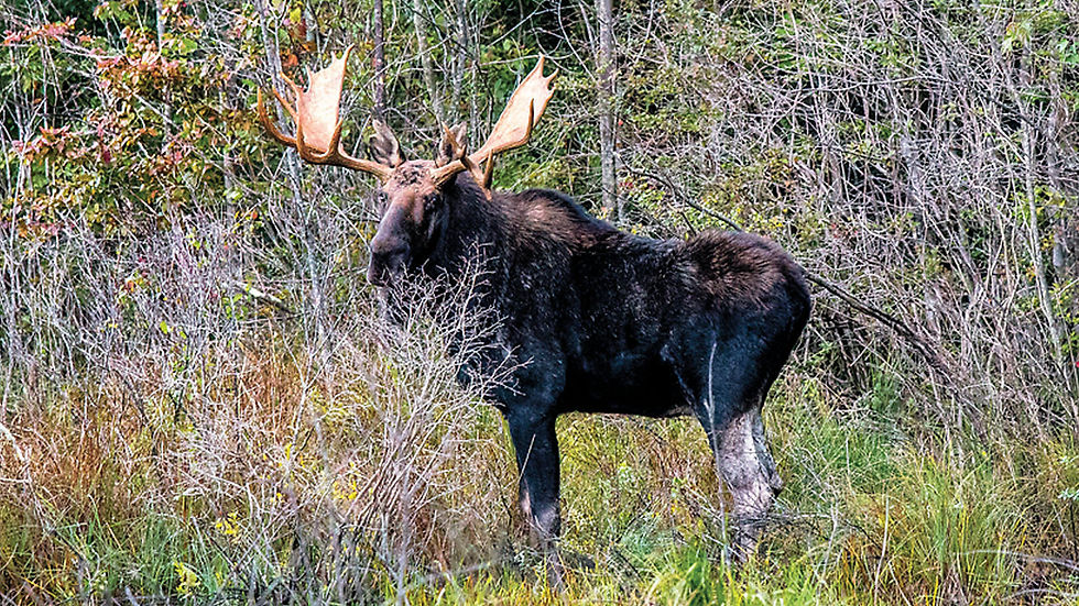 Significant Health Crisis Decreasing the Moose Population in Massachusetts