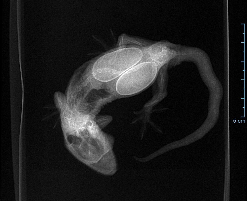 Krinkles X-ray showed advanced MBD with multiple breaks and deformed bone placement. She was egg-bound and could not deliver the eggs due to her deformed pelvis.
