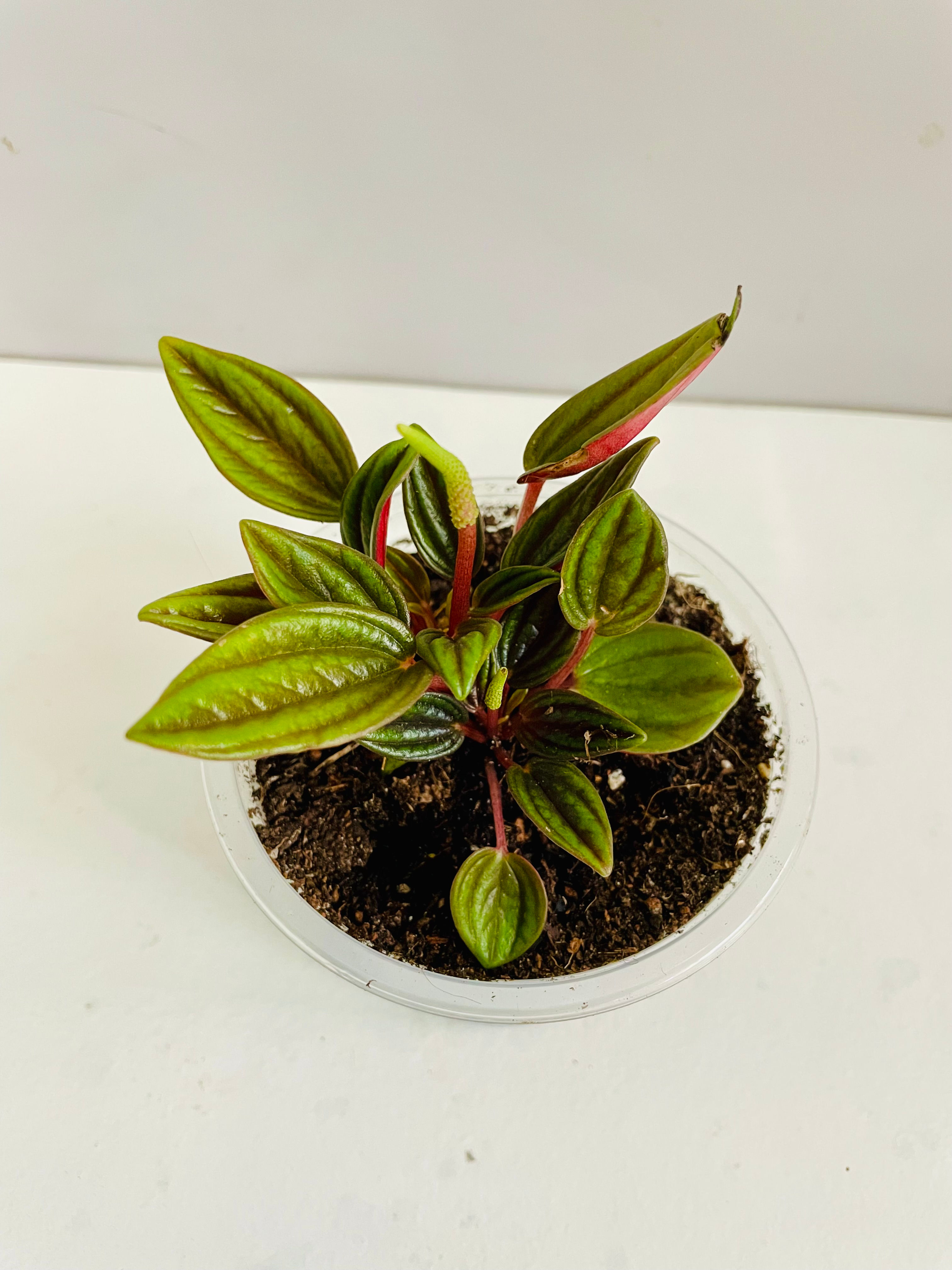 Peperomia piccolo - Baby plant