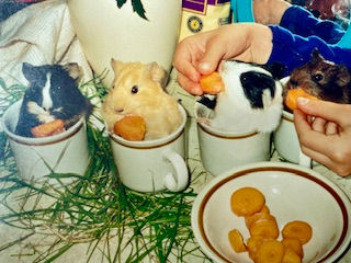 Three young guinea pigs of different colours and markings eating carrots whilst inside teacups.