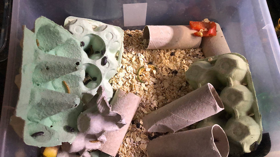 Our mealworm farm