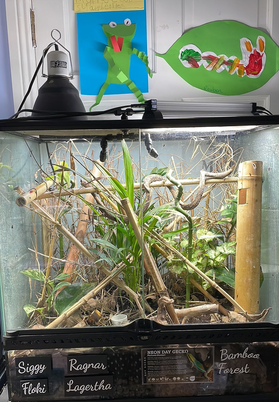 The Klemmeri gecko vivarium when it was first planted