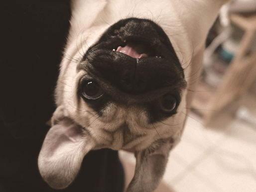 Triggered by your Pet? Here's Why...