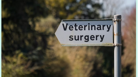 veterinary surgery street sign