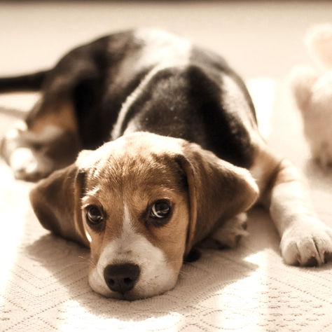 a dog relaxing in the sun