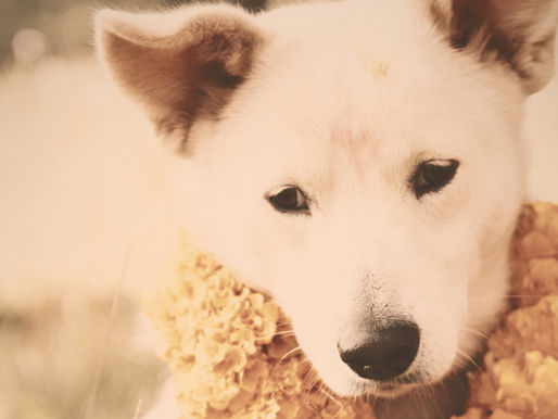 Dog with orange flowers