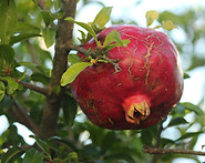 IMG_7459.jpg
