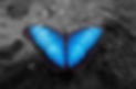 butterflyedit-02jpg.jpg
