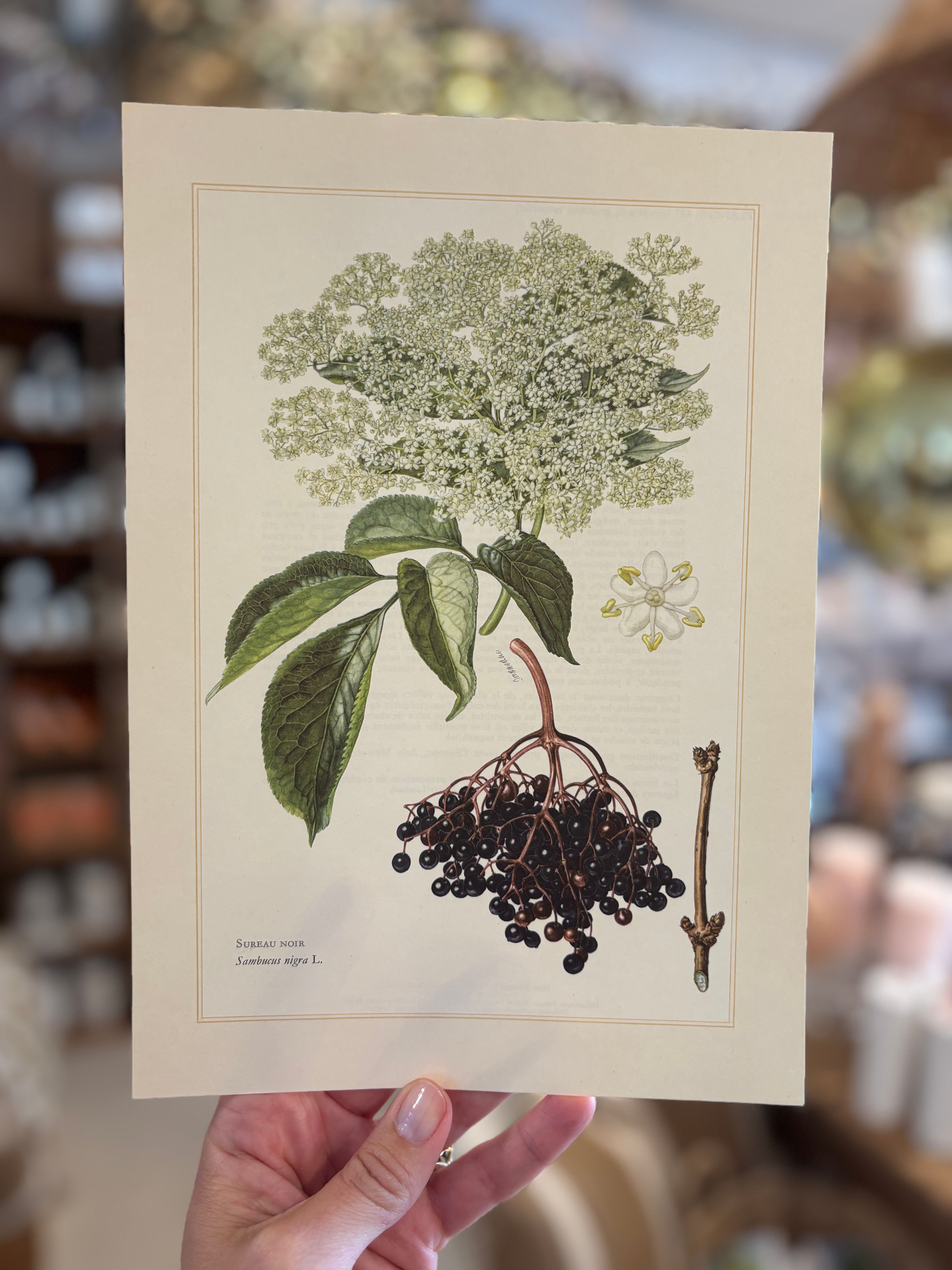 Planche botanique ancienne chinée 🏷️